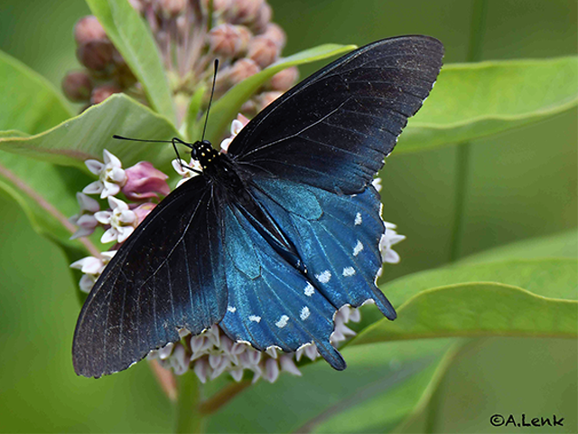 Pipevine Swallowtail Photo by Alan Lenk